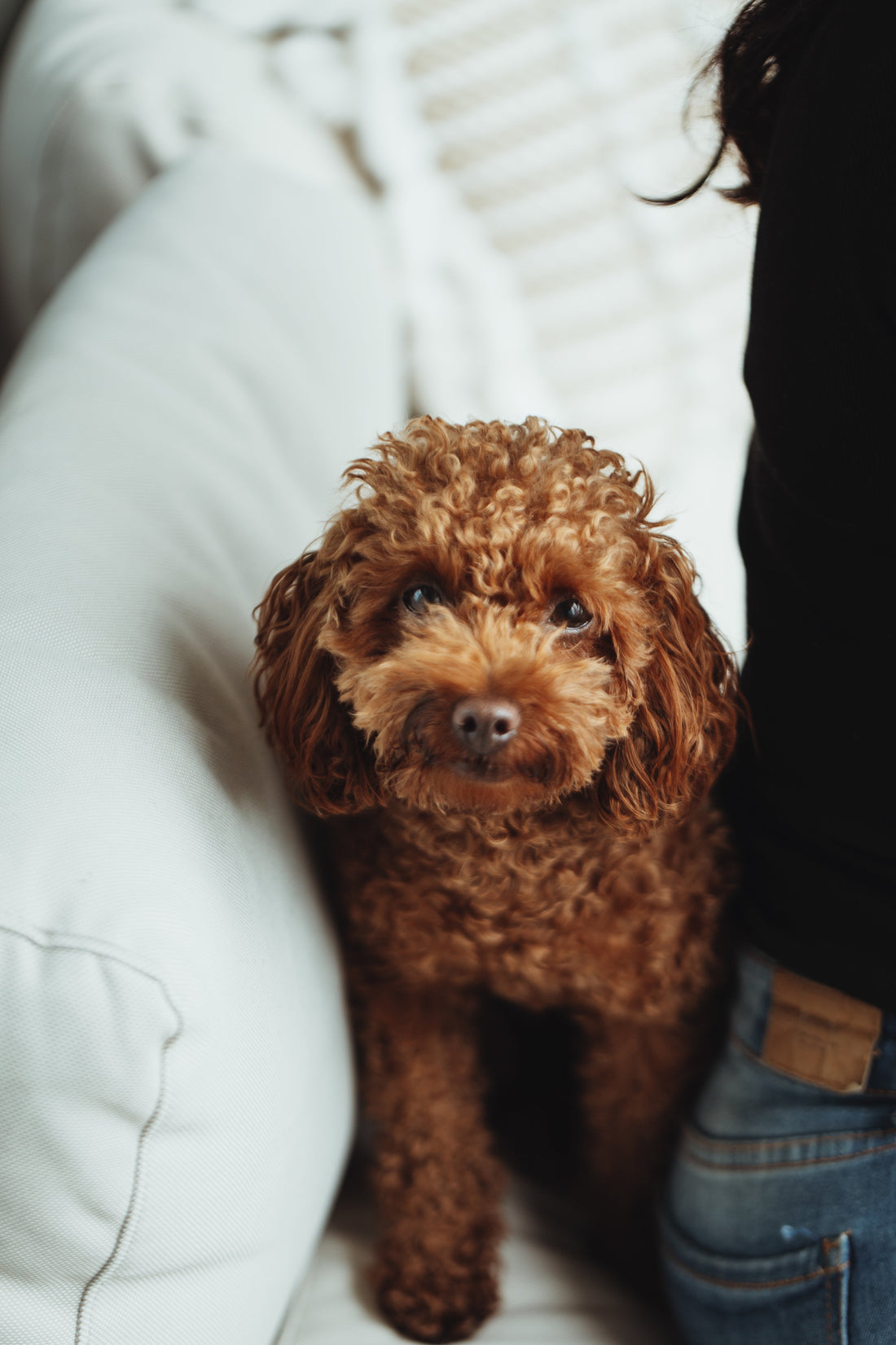5 Signs Your Pet May Be Feeling Stressed or Overwhelmed