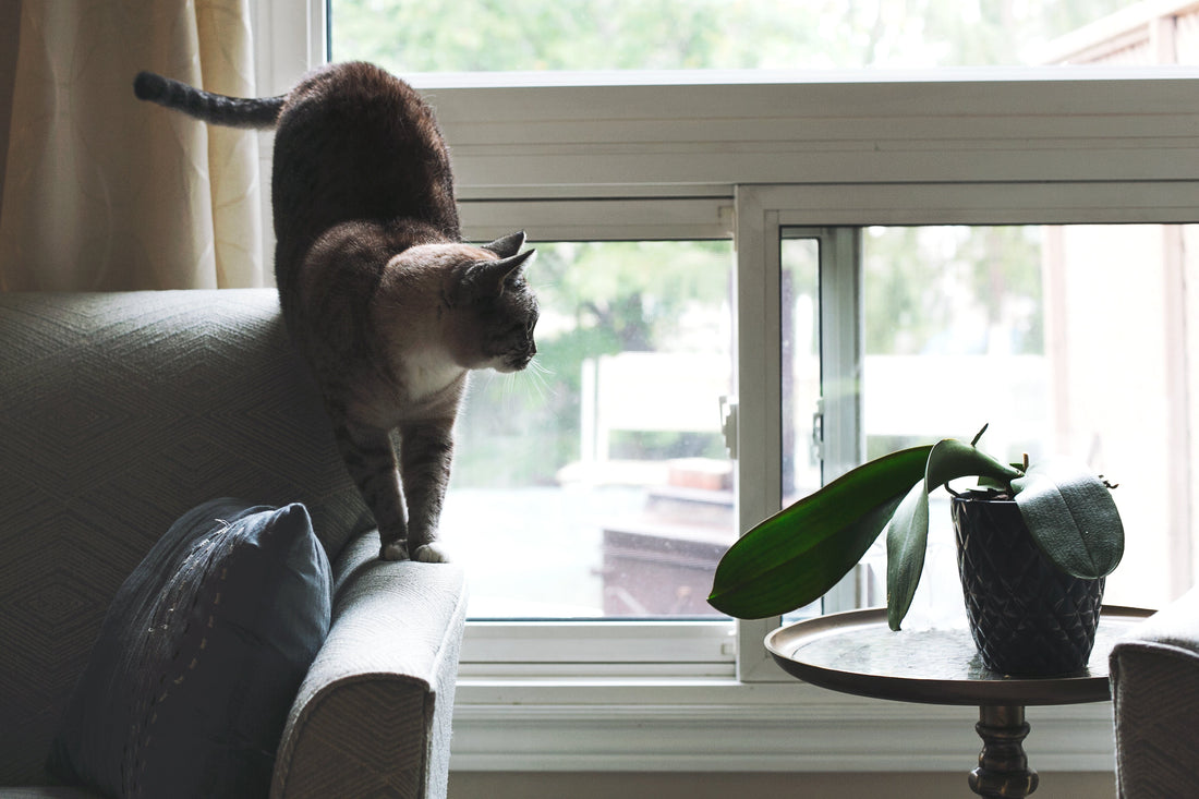 Is CBD Safe for Pets? What Every Pet Owner Should Know