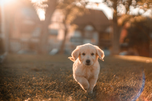 Why Fall Can Be a Big Adjustment for Your Dog