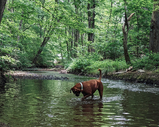 How to Help Your Dog Stay Calm as the Seasons Change