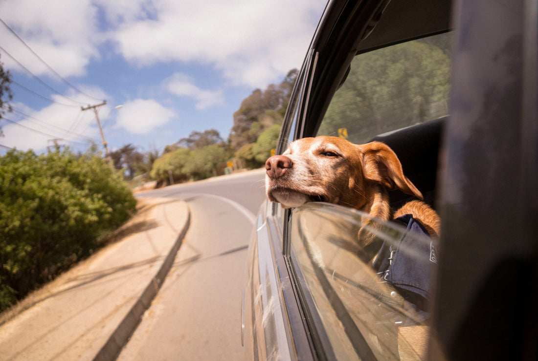 Why a Calm Routine Can Make a Difference for Your Pet