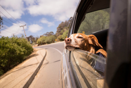 Why a Calm Routine Can Make a Difference for Your Pet