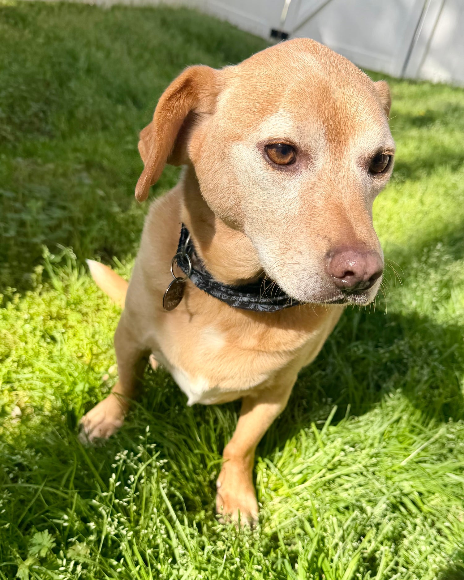 Dog sitting on grass wearing a collar