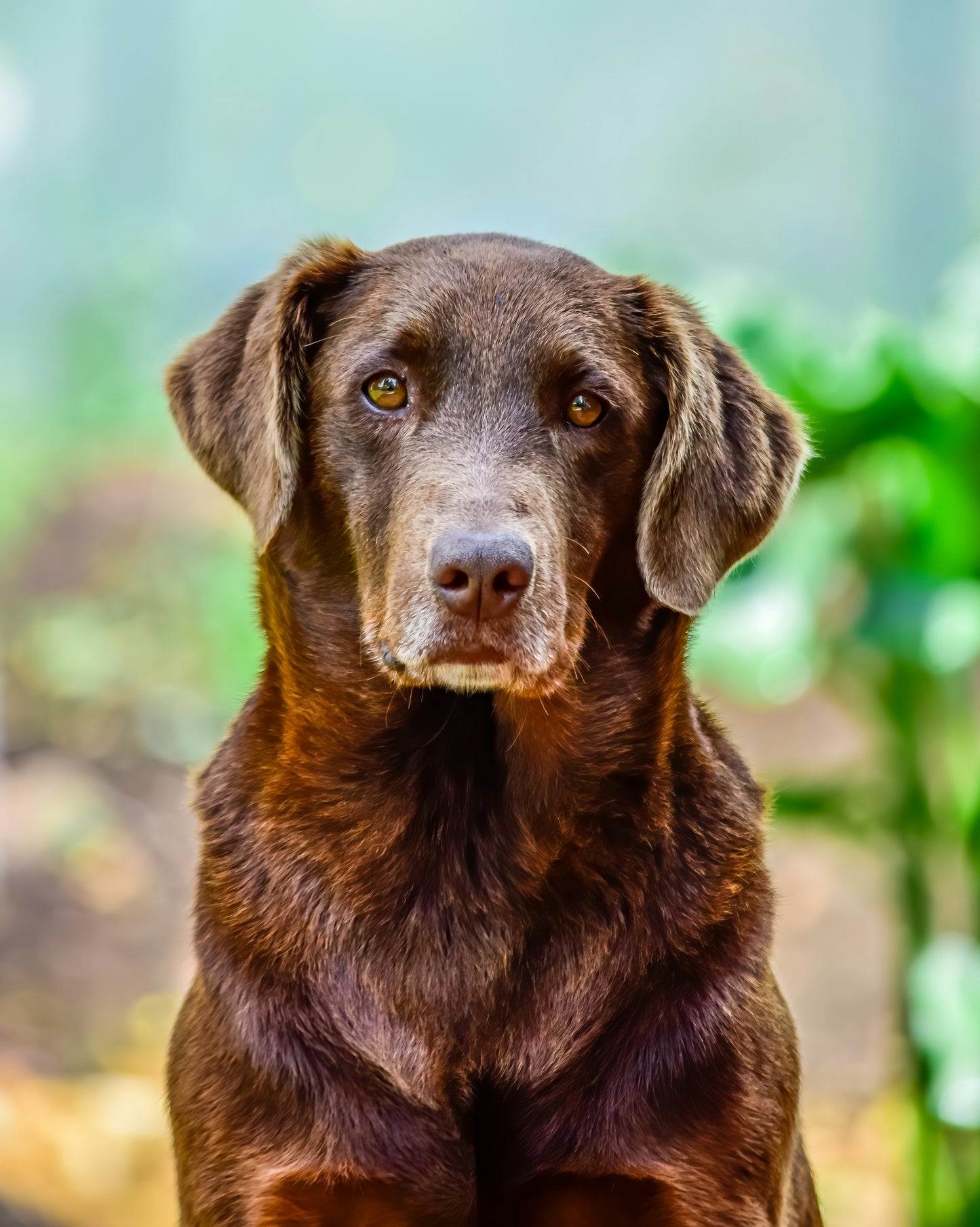 Oak & Paw Co.  Daily Wellness – 600mg